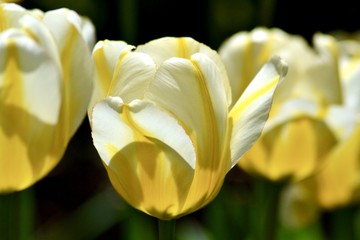 Yellow Tulips