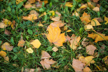 Autumn leaf on green grass, natural autumn background