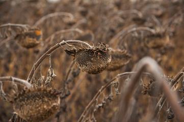 Vintage withered sunflowers in the field