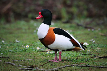 Shelduck
