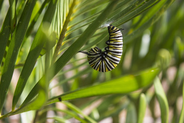Monarch Caterpillar