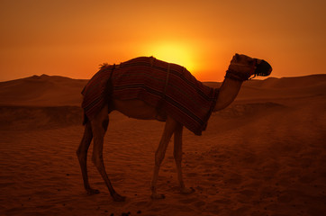 Camel in the desert during sunset.