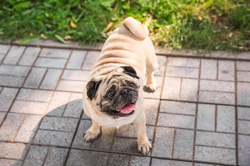 Obraz premium Cute overweight pug, outdoors