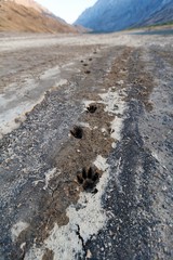 Animal Tracks on an Arid Area and a Mountain