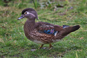 Obraz premium Mandarin Duck