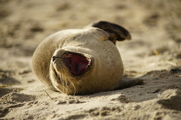 Obraz premium Seal puppy yawning on the beach