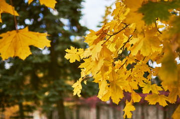 Autumn maple leaves background