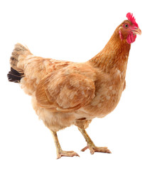 Brown hen isolated.