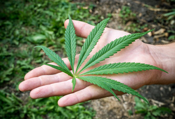 A marijuana leaf on a man's hand.