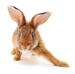 Brown rabbit on white.