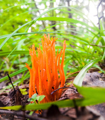 fiery mushroom