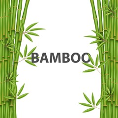 Creative vector illustration of chinese bamboo grass tree. Tropical asian plant art design. Abstract concept graphic banner, brochure, cover, booklet, print, flyer, book, blank, a4 element