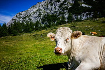 Fototapeta na wymiar Cow Austria mountains
