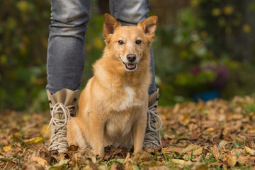 Hund sitzt zwischen Beinen