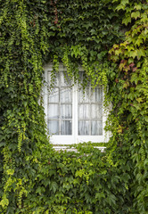 Windows of a country white wooden home with a ivy hiding, covered in full.