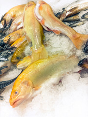fresh Golden Rainbow Trout