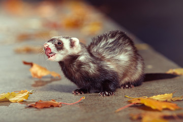 Standard color ferret relaxing on autumn park stone fence