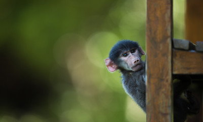 baboon_2