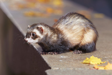 Standard color ferret sitting in autumn park