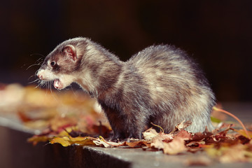 Black sable ferret posing and enjoying their game in autumn park