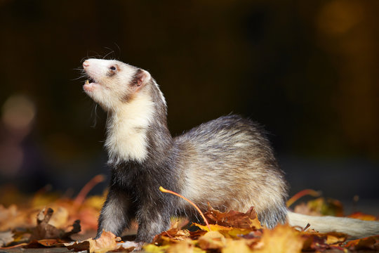 Other pattern ferret posing and enjoying their game in autumn park