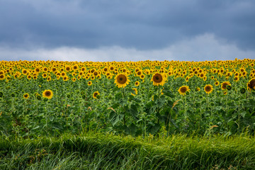 Blooming sunflowers in the field at the evening light. Agriculture background. overcast sky