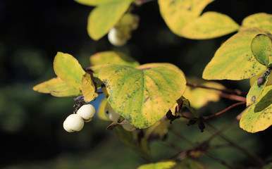 close photo of white berries of snowberry bush (Symphoricarpos albus) in autumn