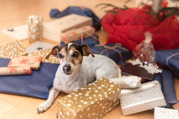 cute dog sits in Christmas gifts Jack Russell 10 years old