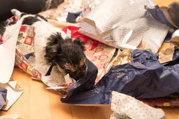 Christmas dog after unpacking the gifts - jack russell terrier