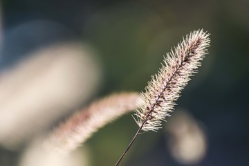 tall grass nature background