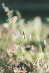 Fototapeta premium tall grass nature background