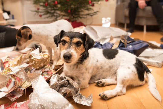 Christmas dogs after unpacking the gifts - jack russell terrier