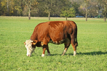 brown cow with white head grazing on the green pasture