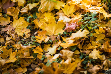 Yellow autumn maple leaves on green grass. Autumn season.