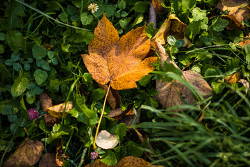 Yellow autumn maple leaves on green grass. Autumn season.