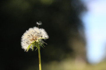 Obraz premium Dandelion