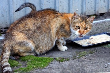 пятнистая кошка ест корм из миски на дороге у забора