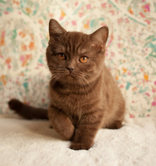 Cat, British short hair kitten, chocolate color, orange eyes, indoor, portrait.