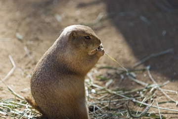 Prairie Dog Eating