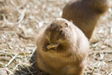 A Chubby Prairie Dog Eating