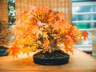 red scarlet bonsai maple tree acer palmatum bonsai tree of trident maple in autumn