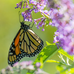 Monarch Butterfly on Flower