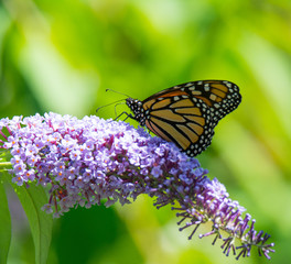 Monarch Butterfly on Flower