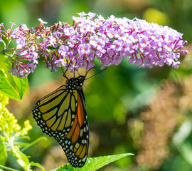 Monarch Butterfly on Flower