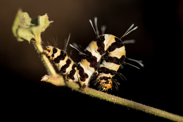 caterpillar_1