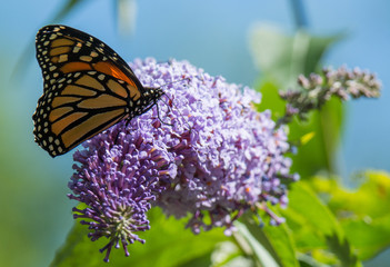 Obraz premium Monarch Butterfly on Flower
