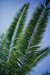 Obraz premium Palm