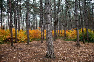 Autumn trees in a beautiful forest straight tall trunks without branches covered with bark in the evening at dusk