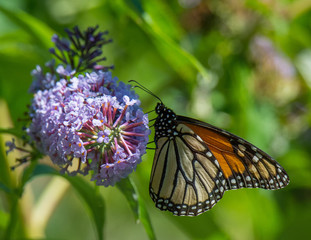 Monarch Butterfly on Flower