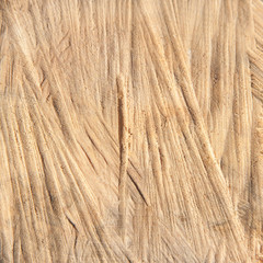 Details of oak cross section-natural wood background and texture